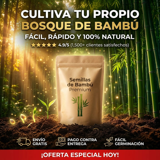 Semillas de Bambú de Rápido Crecimiento: Decora y oxigena tus espacios con la planta más resistente y estética.