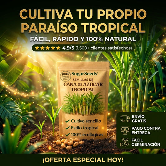Semillas de Caña de Azúcar Tropical: Cultiva tallos jugosos y dulces con alta resistencia